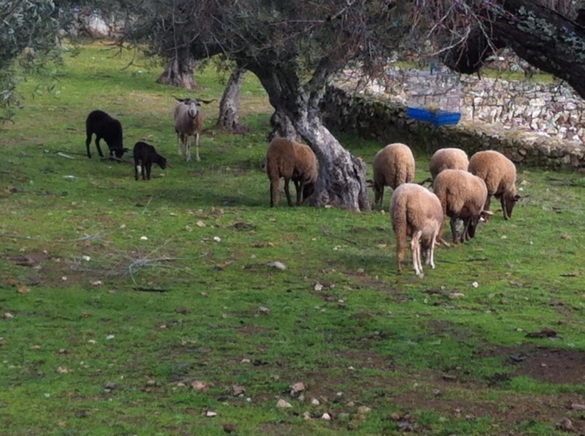 Quinta Das Pias - Holiday Farm Pinhel Eksteriør bilde