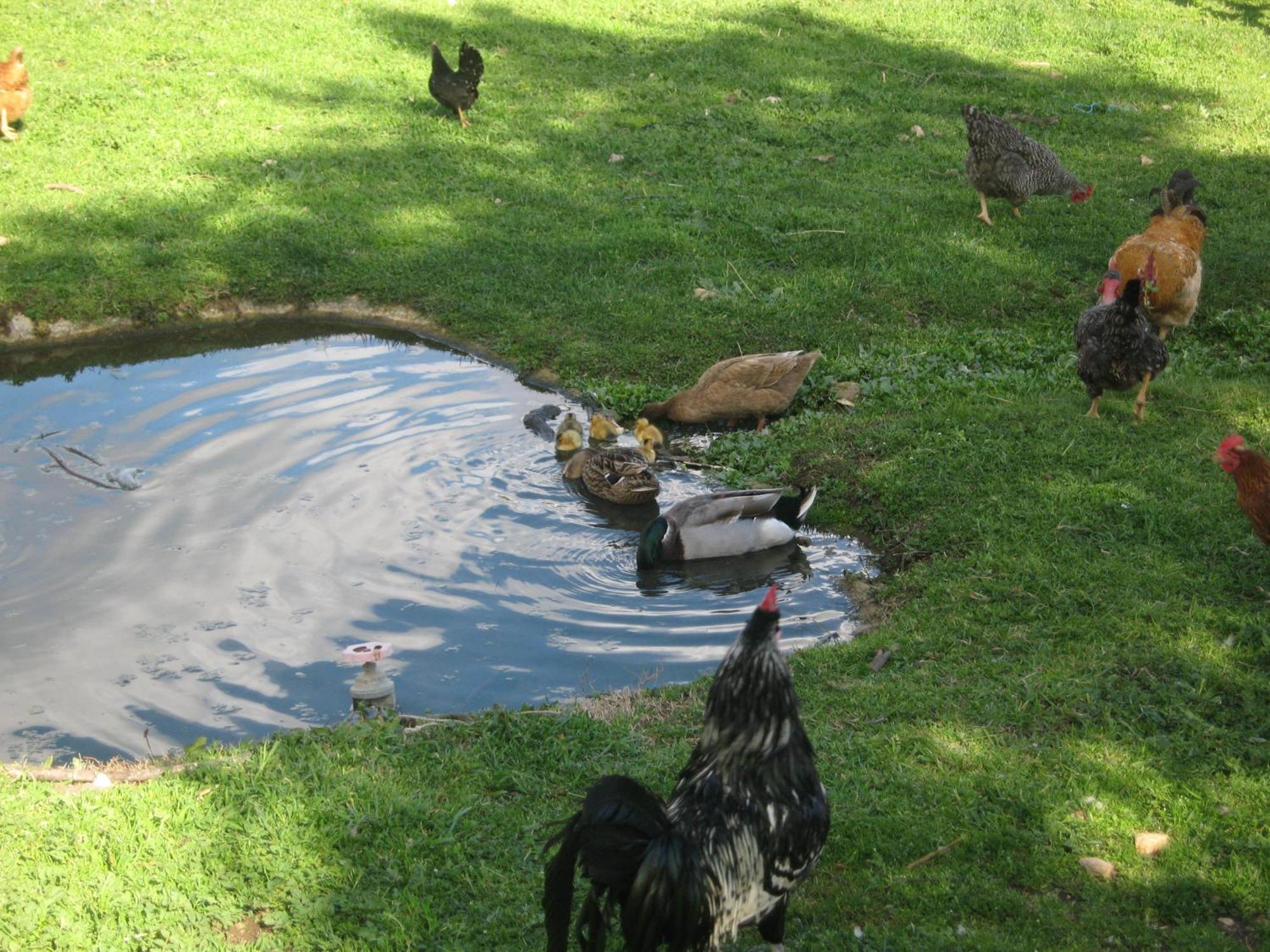 Quinta Das Pias - Holiday Farm Pinhel Eksteriør bilde