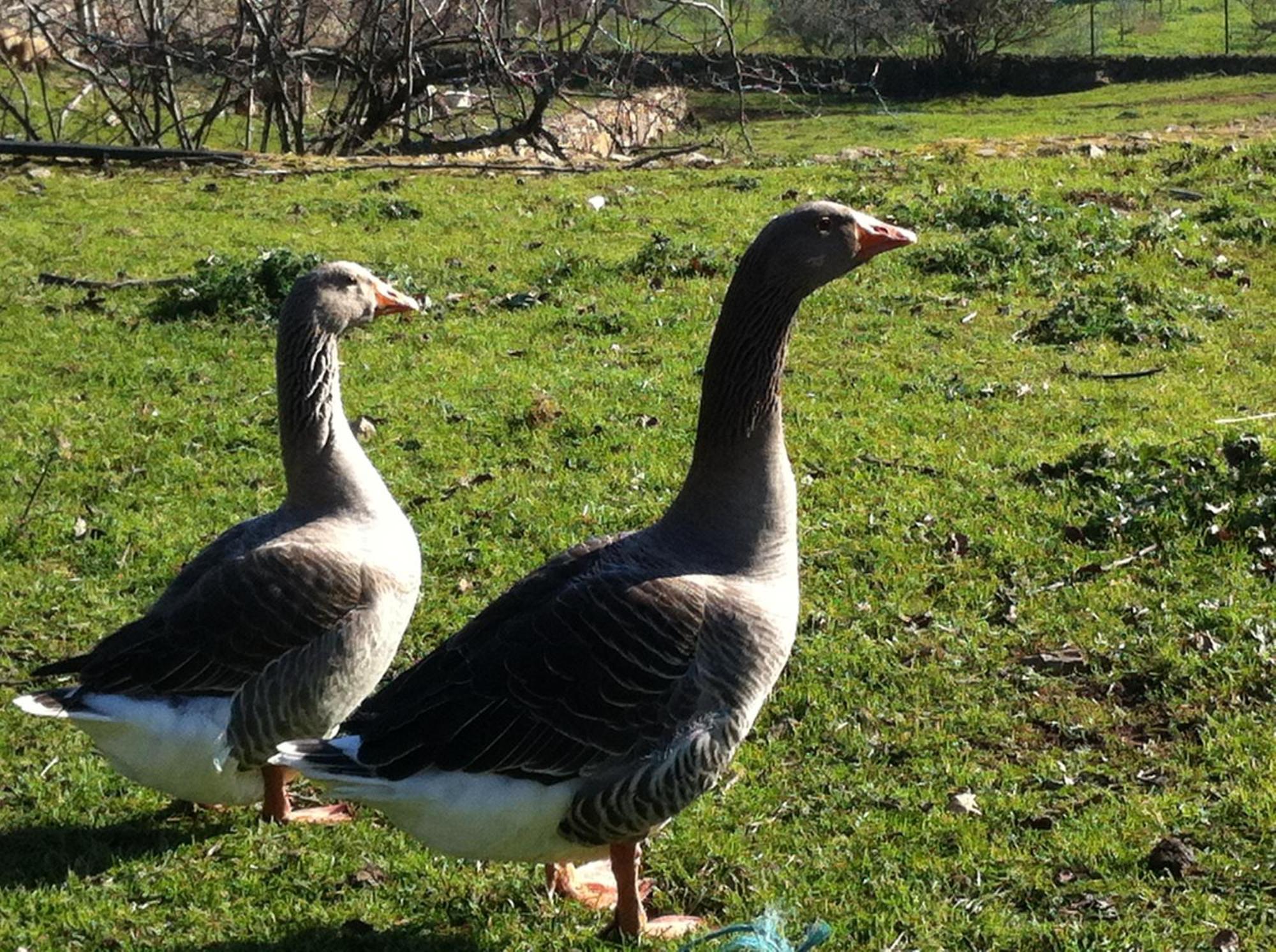 Quinta Das Pias - Holiday Farm Pinhel Eksteriør bilde