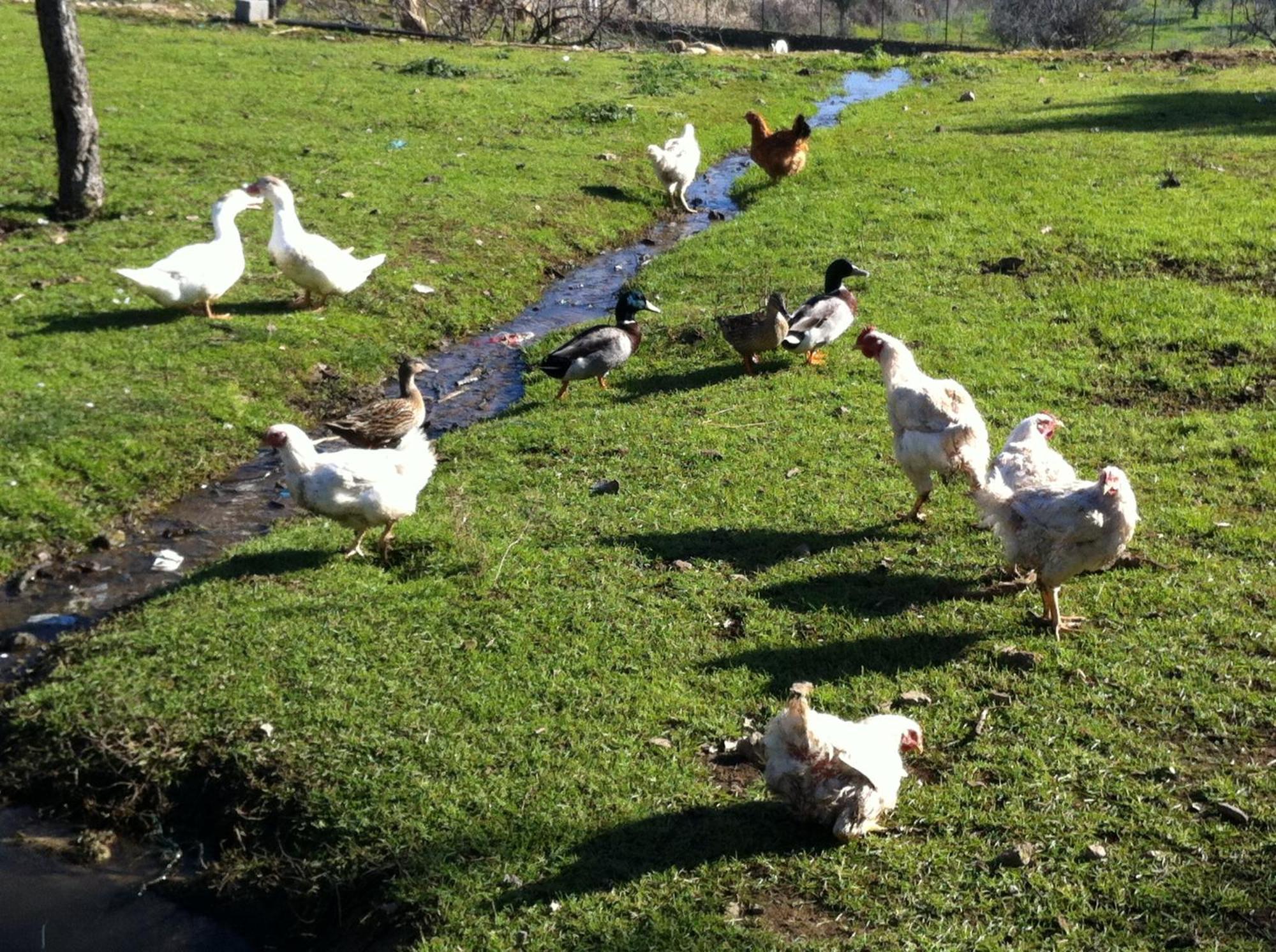 Quinta Das Pias - Holiday Farm Pinhel Eksteriør bilde