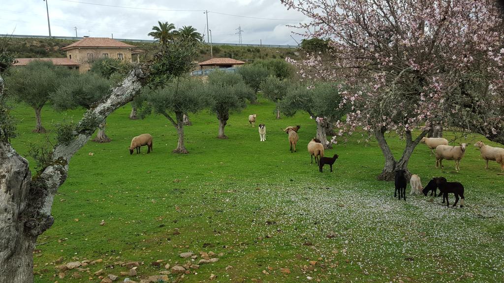 Quinta Das Pias - Holiday Farm Pinhel Eksteriør bilde